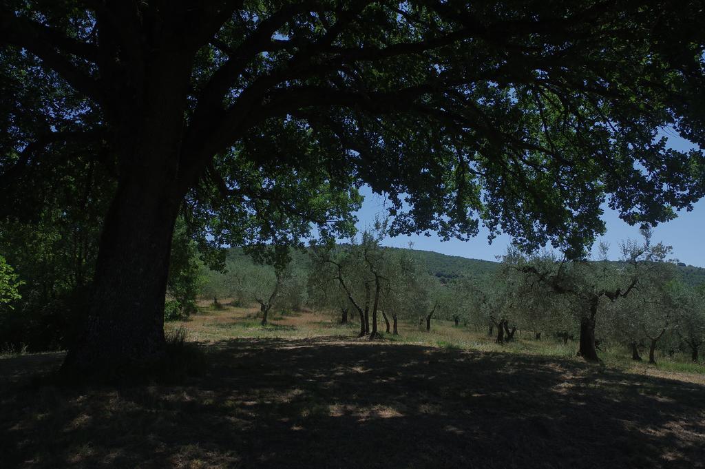 Vila Borgo Buciardella Baschi Exteriér fotografie