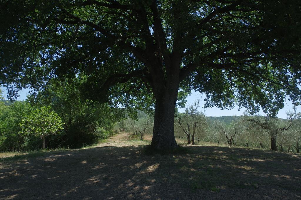 Vila Borgo Buciardella Baschi Exteriér fotografie